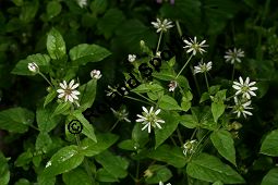 Wasserdarm, Stellaria aquatica, Caryophyllaceae, Stellaria aquatica, Myosoton aquaticum, Wasserdarm, Wassermiere, Habitat Kauf von 06362stellaria_aquaticaimg_4242.jpg