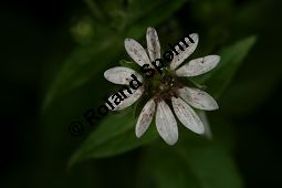 Wasserdarm, Stellaria aquatica, Caryophyllaceae, Stellaria aquatica, Myosoton aquaticum, Wasserdarm, Wassermiere, Habitat Kauf von 06362stellaria_aquaticaimg_4243.jpg