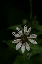 Wasserdarm, Stellaria aquatica, Caryophyllaceae, Stellaria aquatica, Myosoton aquaticum, Wasserdarm, Wassermiere, Habitat Kauf von 06362stellaria_aquaticaimg_4244.jpg