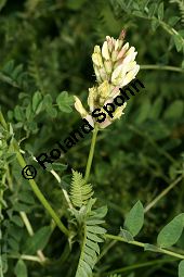 Kicher-Tragant, Astragalus cicer, Fabaceae, Astragalus cicer, Kicher-Tragant, Kichererbsen-Tragant, fruchtend Kauf von 06364_astragalus_cicer_img_2962.jpg