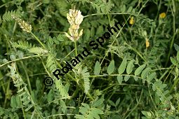 Kicher-Tragant, Astragalus cicer, Fabaceae, Astragalus cicer, Kicher-Tragant, Kichererbsen-Tragant, fruchtend Kauf von 06364_astragalus_cicer_img_2963.jpg