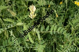 Kicher-Tragant, Astragalus cicer, Fabaceae, Astragalus cicer, Kicher-Tragant, Kichererbsen-Tragant, fruchtend Kauf von 06364_astragalus_cicer_img_2964.jpg