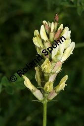 Kicher-Tragant, Astragalus cicer, Fabaceae, Astragalus cicer, Kicher-Tragant, Kichererbsen-Tragant, fruchtend Kauf von 06364_astragalus_cicer_img_2965.jpg