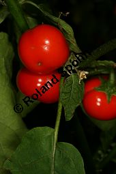 Kannibalen-Tomate, Solanum uporo, Solanaceae, Solanum uporo, Kannibalen-Tomate, Menschenfresser-Tomate, fruchtend Kauf von 06367solanum_uporoimg_4535.jpg