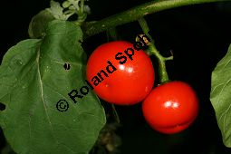 Kannibalen-Tomate, Solanum uporo, Solanaceae, Solanum uporo, Kannibalen-Tomate, Menschenfresser-Tomate, fruchtend Kauf von 06367solanum_uporoimg_4536.jpg