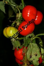 Kannibalen-Tomate, Solanum uporo, Solanaceae, Solanum uporo, Kannibalen-Tomate, Menschenfresser-Tomate, fruchtend Kauf von 06367solanum_uporoimg_4537.jpg