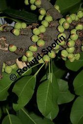 Stolzer Feigenbaum, Ficus superba var. japonica, Moraceae, Ficus superba var. japonica, Stolzer Feigenbaum, fruchtend Kauf von 06370ficus_superba_japonicaimg_4698.jpg