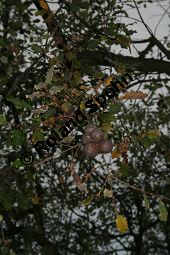 Portugiesische Eiche, Quercus faginea mit Tozae-Galle (Andircus quercustozae), Fagaceae, Quercus faginea, Quercus lusitanica, Portugiesische Eiche, Galle, mit Tozae-Galle (durch Andricus quercustozae) Kauf von 06372quercus_fagineaimg_4724.jpg