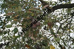 Portugiesische Eiche, Quercus faginea mit Tozae-Galle (Andircus quercustozae), Fagaceae, Quercus faginea, Quercus lusitanica, Portugiesische Eiche, Galle, mit Tozae-Galle (durch Andricus quercustozae) Kauf von 06372quercus_fagineaimg_4725.jpg