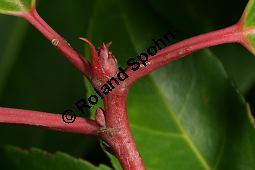 Portugiesische Lorbeerkirsche, Prunus lusitanica, Rosaceae, Prunus lusitanica, Portugiesische Lorbeerkirsche, Portugiesischer Kirschlorbeer, Blühend Kauf von 06376_prunus_lusitanica_img_5402.jpg