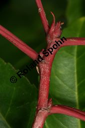 Portugiesische Lorbeerkirsche, Prunus lusitanica, Rosaceae, Prunus lusitanica, Portugiesische Lorbeerkirsche, Portugiesischer Kirschlorbeer, Blühend Kauf von 06376_prunus_lusitanica_img_5403.jpg