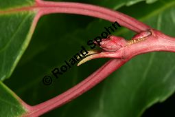 Portugiesische Lorbeerkirsche, Prunus lusitanica, Rosaceae, Prunus lusitanica, Portugiesische Lorbeerkirsche, Portugiesischer Kirschlorbeer, Blühend Kauf von 06376_prunus_lusitanica_img_5404.jpg