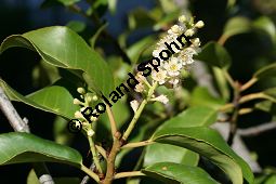 Portugiesische Lorbeerkirsche, Prunus lusitanica, Rosaceae, Prunus lusitanica, Portugiesische Lorbeerkirsche, Portugiesischer Kirschlorbeer, Blühend Kauf von 06376prunus_lusitanicaimg_4816.jpg