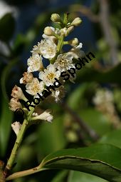 Portugiesische Lorbeerkirsche, Prunus lusitanica, Rosaceae, Prunus lusitanica, Portugiesische Lorbeerkirsche, Portugiesischer Kirschlorbeer, Blühend Kauf von 06376prunus_lusitanicaimg_4817.jpg