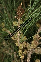 Cunninghams Känguruhbaum, Casuarina cunninghamiana, Casuarinaceae, Casuarina cunninghamiana, Cunninghams Känguruhbaum, Cunninghams Kasuarine, Cunninghams Keulenbaum, Habitus Kauf von 06380_casuarina_cunninghamiana_img_1917.jpg