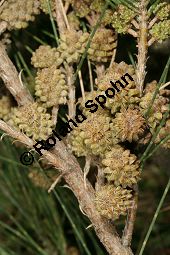 Cunninghams Känguruhbaum, Casuarina cunninghamiana, Casuarinaceae, Casuarina cunninghamiana, Cunninghams Känguruhbaum, Cunninghams Kasuarine, Cunninghams Keulenbaum, Habitus Kauf von 06380_casuarina_cunninghamiana_img_1918.jpg