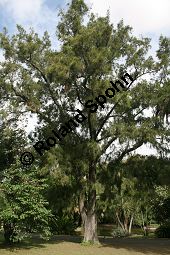 Cunninghams Känguruhbaum, Casuarina cunninghamiana, Casuarinaceae, Casuarina cunninghamiana, Cunninghams Känguruhbaum, Cunninghams Kasuarine, Cunninghams Keulenbaum, Habitus Kauf von 06380_casuarina_cunninghamiana_img_1921.jpg