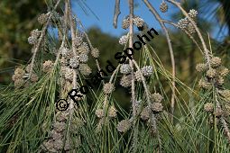 Cunninghams Känguruhbaum, Casuarina cunninghamiana, Casuarinaceae, Casuarina cunninghamiana, Cunninghams Känguruhbaum, Cunninghams Kasuarine, Cunninghams Keulenbaum, Habitus Kauf von 06380casuarina_cunninghamianaimg_4858.jpg