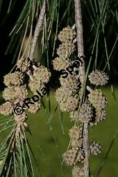 Cunninghams Känguruhbaum, Casuarina cunninghamiana, Casuarinaceae, Casuarina cunninghamiana, Cunninghams Känguruhbaum, Cunninghams Kasuarine, Cunninghams Keulenbaum, Habitus Kauf von 06380casuarina_cunninghamianaimg_4859.jpg