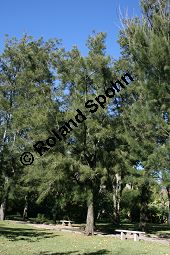 Cunninghams Känguruhbaum, Casuarina cunninghamiana, Casuarinaceae, Casuarina cunninghamiana, Cunninghams Känguruhbaum, Cunninghams Kasuarine, Cunninghams Keulenbaum, Habitus Kauf von 06380casuarina_cunninghamianaimg_4903.jpg
