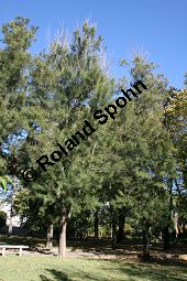 Cunninghams Känguruhbaum, Casuarina cunninghamiana, Casuarinaceae, Casuarina cunninghamiana, Cunninghams Känguruhbaum, Cunninghams Kasuarine, Cunninghams Keulenbaum, Habitus Kauf von 06380casuarina_cunninghamianaimg_4904.jpg
