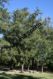 Cunninghams Känguruhbaum, Casuarina cunninghamiana, Casuarinaceae, Casuarina cunninghamiana, Cunninghams Känguruhbaum, Cunninghams Kasuarine, Cunninghams Keulenbaum, Habitus Kauf von 06380casuarina_cunninghamianaimg_4907.jpg