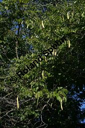 Pauletia forficata, Caesalpiniaceae, Pauletia forficata, fruchtend Kauf von 06381pauletia_forficataimg_4863.jpg