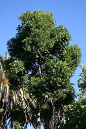 Starke Kaurifichte, Agathis robusta, Araucariaceae, Agathis robusta, Starke Kaurifichte, Habitus Kauf von 06384agathis_robustaimg_4880.jpg