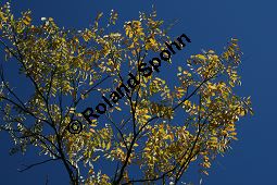 Drummonds Seifenbaum, Sapindus drummondii, Sapindaceae, Sapindus drummondii, Drummonds Seifenbaum, Beblättert, Herbstfärbung Kauf von 06385sapindus_drummondiiimg_4882.jpg