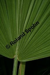 Guadalupepalme, Brahea edulis, Palmae, Brahea edulis, Guadalupepalme, früchte Kauf von 06387_brahea_edulis_img_0590.jpg