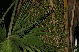 Guadalupepalme, Brahea edulis, Palmae, Brahea edulis, Guadalupepalme, frchte Kauf von 06387_brahea_edulis_img_1953.jpg