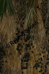 Guadalupepalme, Brahea edulis, Palmae, Brahea edulis, Guadalupepalme, frchte Kauf von 06387brahea_edulisimg_4922.jpg