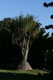 Zurückgekrümmter Keulenbaum, Beaucarnea recurvata, Nolina recurvata, Dracaenaceae, Beaucarnea recurvata, Beaucarnea glauca, Beaucarnea tuberculata, Nolina recurvata, Zurückgekrümmter Keulenbaum, Zurückgekrümmter Knollenbaum, Habitus Kauf von 06388beaucarnea_recurvataimg_4925.jpg