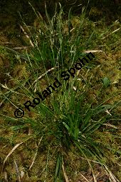 Gefingerte Segge, Finger-Segge, Carex digitata, mit Blüten-Brandpilz Kauf von 06389carex_digitataimg_7191.jpg