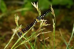 Gefingerte Segge, Finger-Segge, Carex digitata, mit Blüten-Brandpilz Kauf von 06389carex_digitataimg_7192.jpg