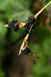 Gefingerte Segge, Finger-Segge, Carex digitata, mit Blüten-Brandpilz Kauf von 06389carex_digitataimg_7454.jpg