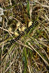 Frühlings-Segge, Carex caryophyllea, Carex verna Kauf von 06390carex_caryophylleaimg_5444.jpg