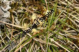 Frühlings-Segge, Carex caryophyllea, Carex verna Kauf von 06390carex_caryophylleaimg_5445.jpg