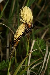 Frühlings-Segge, Carex caryophyllea, Carex verna Kauf von 06390carex_caryophylleaimg_6093.jpg