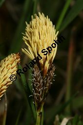 Frühlings-Segge, Carex caryophyllea, Carex verna Kauf von 06390carex_caryophylleaimg_6094.jpg