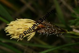 Frühlings-Segge, Carex caryophyllea, Carex verna Kauf von 06390carex_caryophylleaimg_6095.jpg