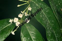 Carissa spectabilis, Toxicophlaea spectabilis, Apocynaceae, Carissa spectabilis, Toxicophlaea spectabilis, Blühend Kauf von 06393carissa_spectabilisimg_5188.jpg