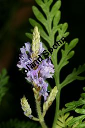 Kanaren-Lavendel, Lavandula canariensis, Lamiaceae, Lavandula canariensis, Kanaren-Lavendel, Blühend Kauf von 06395lavandula_canariensisimg_5199.jpg