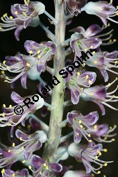 Lachenalia stayneri, Liliaceae/Hyacinthaceae, Lachenalia stayneri, Blühend Kauf von 06397lachenalia_stayneriimg_5307.jpg