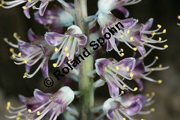 Lachenalia stayneri, Liliaceae/Hyacinthaceae, Lachenalia stayneri, Blühend Kauf von 06397lachenalia_stayneriimg_5308.jpg