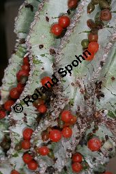 Winzige Mistel, Viscum minimum auf Euphoriba horrida var. horrida, Loranthaceae, Viscum minimum auf Euphorbia horrida var. horrida, Winzige Mistel, fruchtend Kauf von 06398viscum_minimumimg_5309.jpg