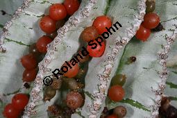 Winzige Mistel, Viscum minimum auf Euphoriba horrida var. horrida, Loranthaceae, Viscum minimum auf Euphorbia horrida var. horrida, Winzige Mistel, fruchtend Kauf von 06398viscum_minimumimg_5310.jpg