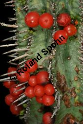 Winzige Mistel, Viscum minimum auf Euphoriba horrida var. horrida, Loranthaceae, Viscum minimum auf Euphorbia horrida var. horrida, Winzige Mistel, fruchtend Kauf von 06398viscum_minimumimg_5311.jpg