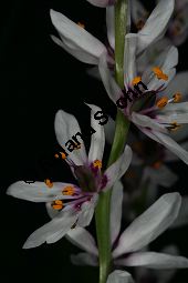 Onixotis stricta, Liliaceae/Colchicaceae, Onixotis stricta, Blühend Kauf von 06399onixotis_strictaimg_5312.jpg