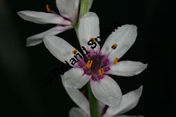 Onixotis stricta, Liliaceae/Colchicaceae, Onixotis stricta, Blühend Kauf von 06399onixotis_strictaimg_5313.jpg